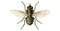 Уничтожение мух в Москве и МО: профессиональная дезинсекция с гарантией - Звоните